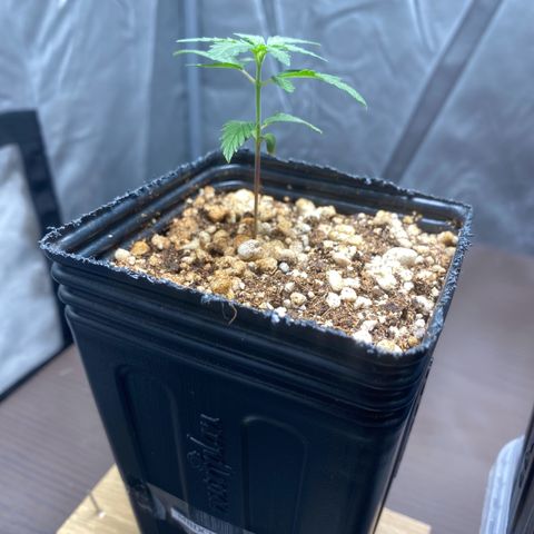 MD growlog timeline photo