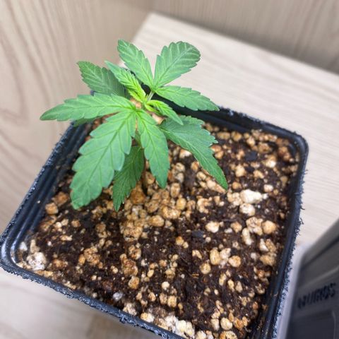MD growlog timeline photo