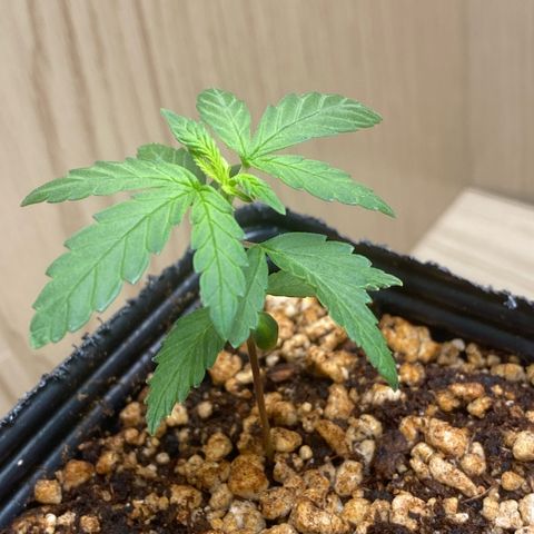 MD growlog timeline photo