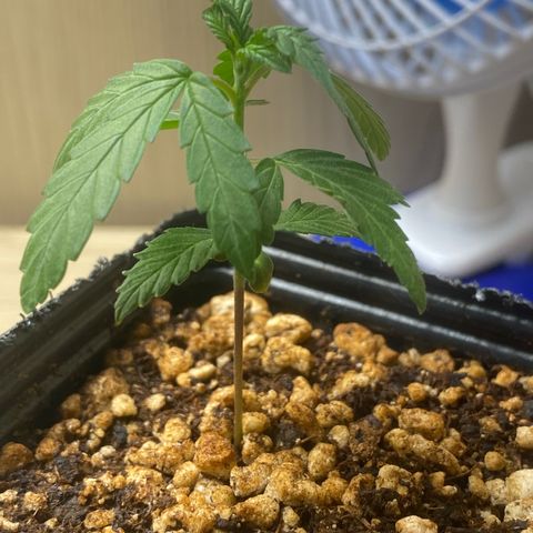 MD growlog timeline photo