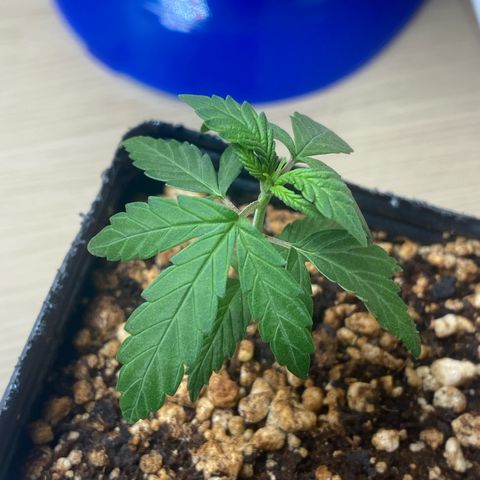 MD growlog timeline photo