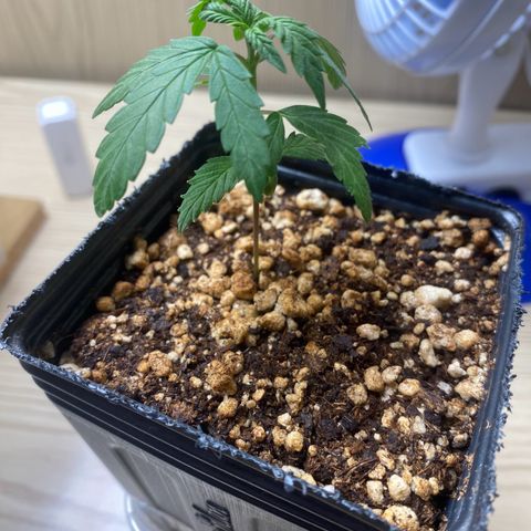 MD growlog timeline photo