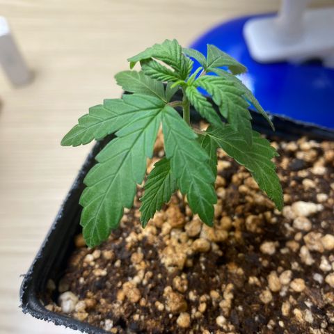 MD growlog timeline photo