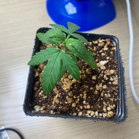 MD growlog timeline photo