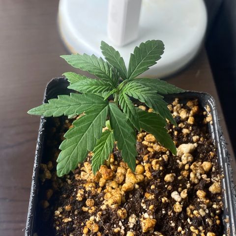 MD growlog timeline photo
