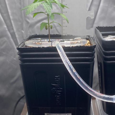 MD growlog timeline photo