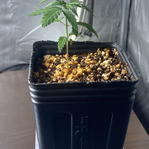 MD growlog timeline photo