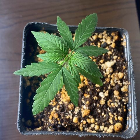 MD growlog timeline photo
