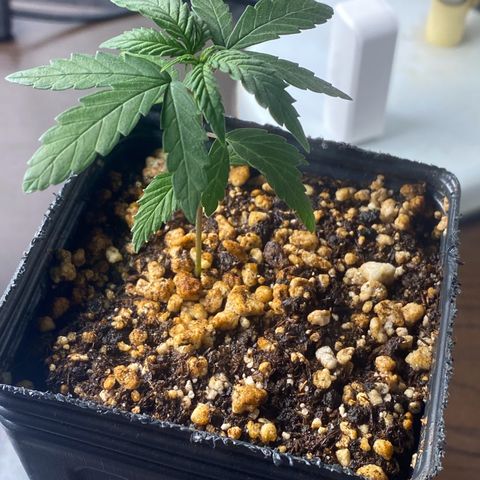 MD growlog timeline photo