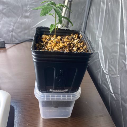 MD growlog timeline photo