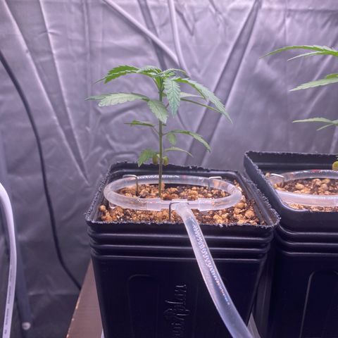 MD growlog timeline photo