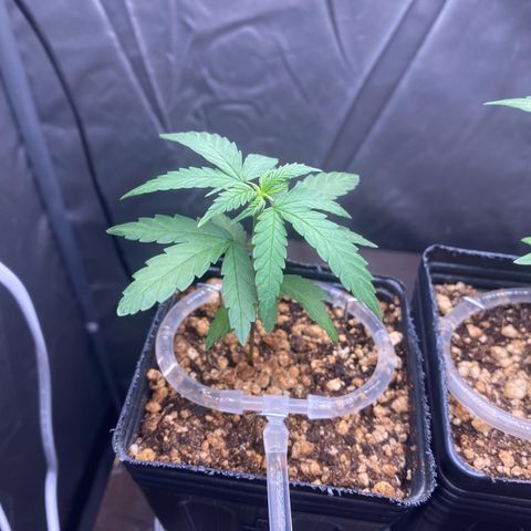 MD growlog timeline photo