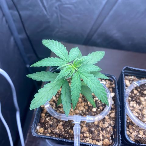MD growlog timeline photo
