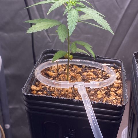MD growlog timeline photo