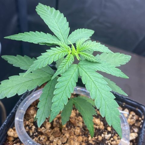 MD growlog timeline photo