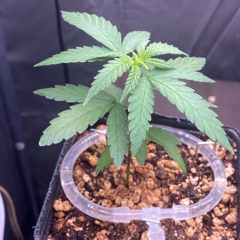 MD growlog timeline photo