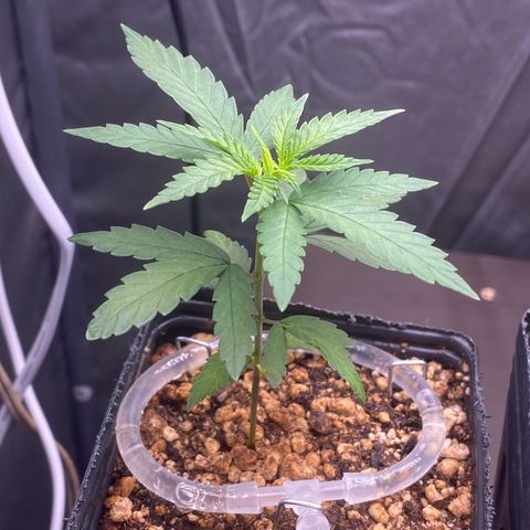 MD growlog timeline photo