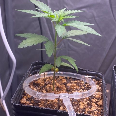 MD growlog timeline photo
