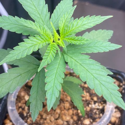 MD growlog timeline photo