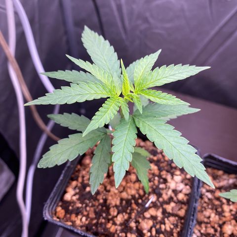 MD growlog timeline photo