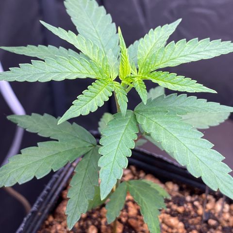 MD growlog timeline photo