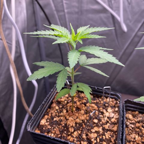 MD growlog timeline photo