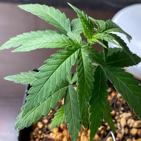 MD growlog timeline photo