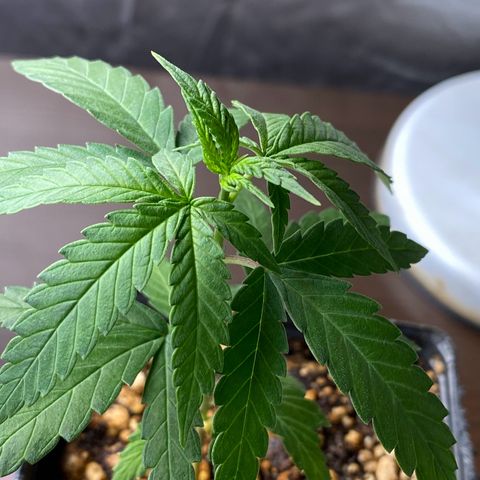 MD growlog timeline photo