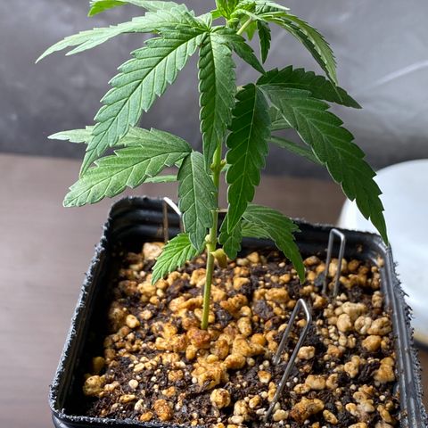 MD growlog timeline photo