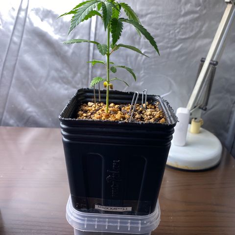 MD growlog timeline photo