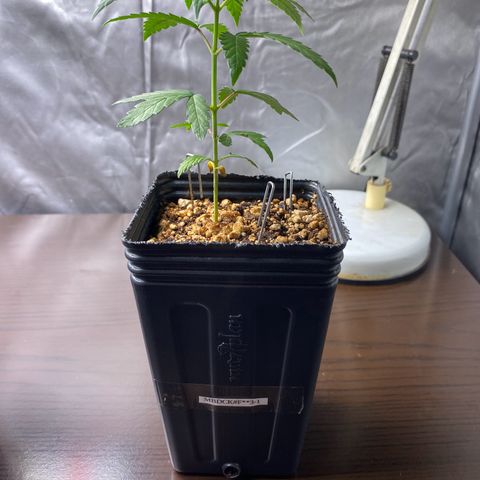 MD growlog timeline photo