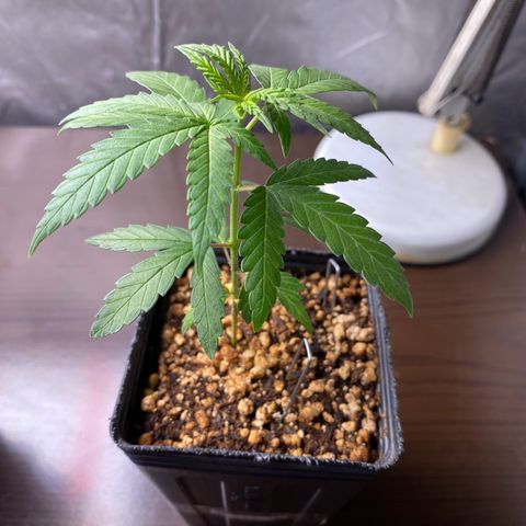 MD growlog timeline photo