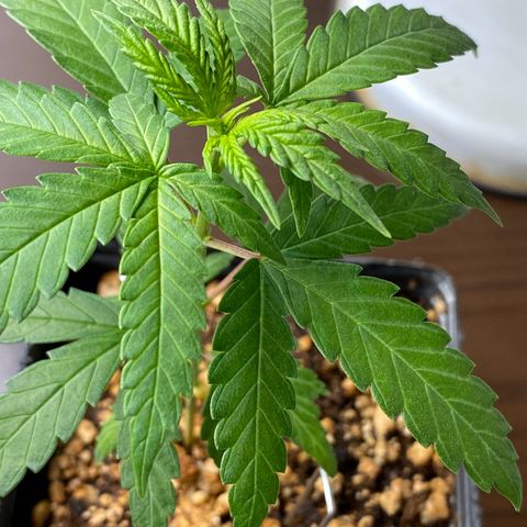 MD growlog timeline photo