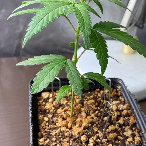 MD growlog timeline photo