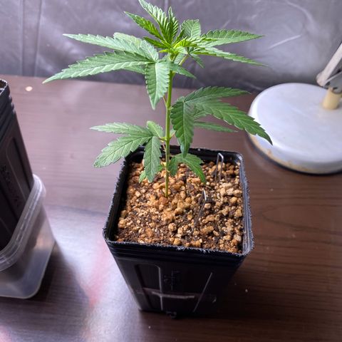 MD growlog timeline photo