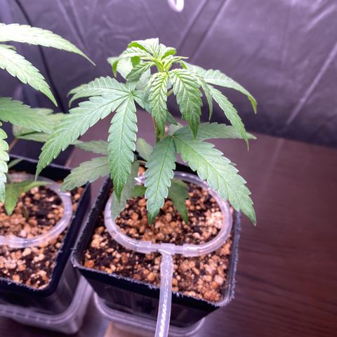 MD growlog timeline photo