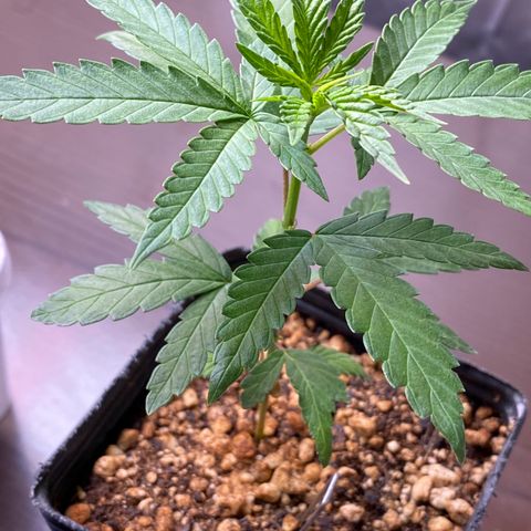 MD growlog timeline photo