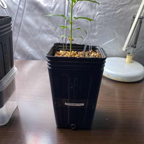 MD growlog timeline photo