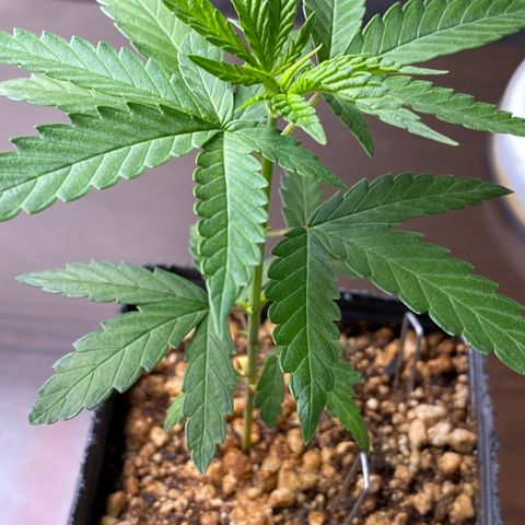 MD growlog timeline photo