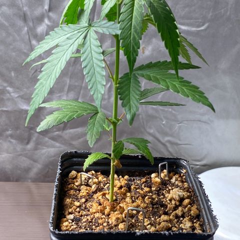 MD growlog timeline photo