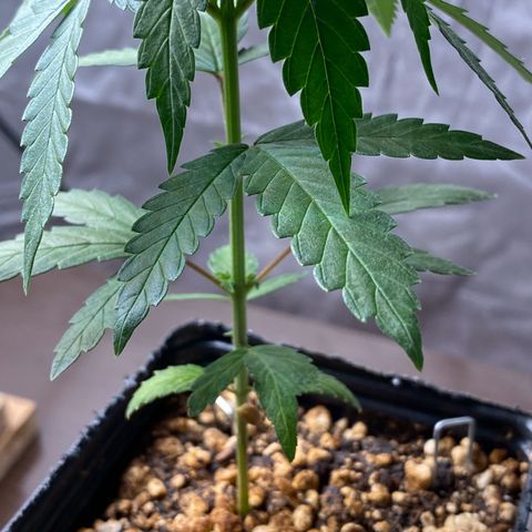MD growlog timeline photo