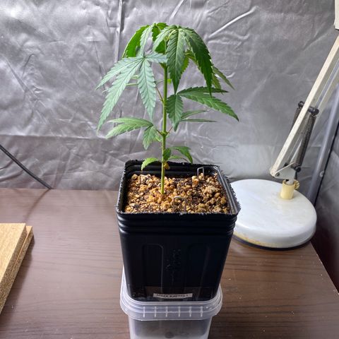 MD growlog timeline photo