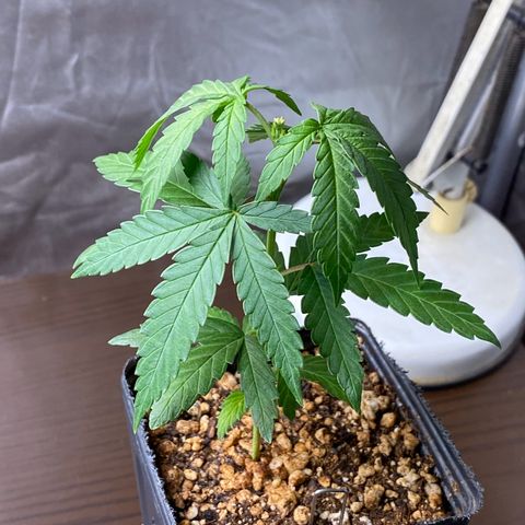 MD growlog timeline photo