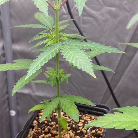 MD growlog timeline photo