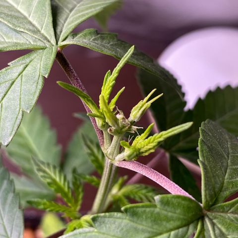 MD growlog timeline photo