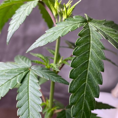 MD growlog timeline photo