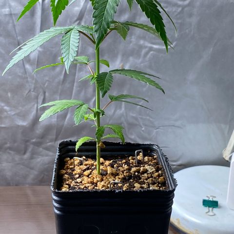 MD growlog timeline photo
