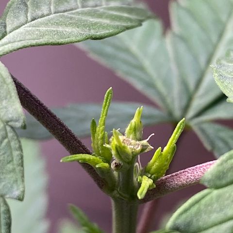 MD growlog timeline photo