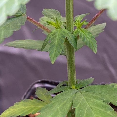MD growlog timeline photo