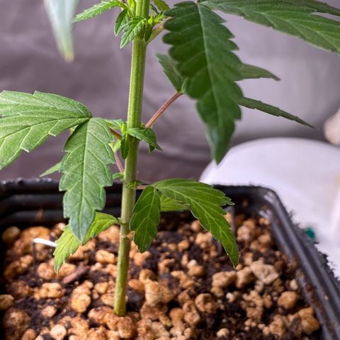 MD growlog timeline photo